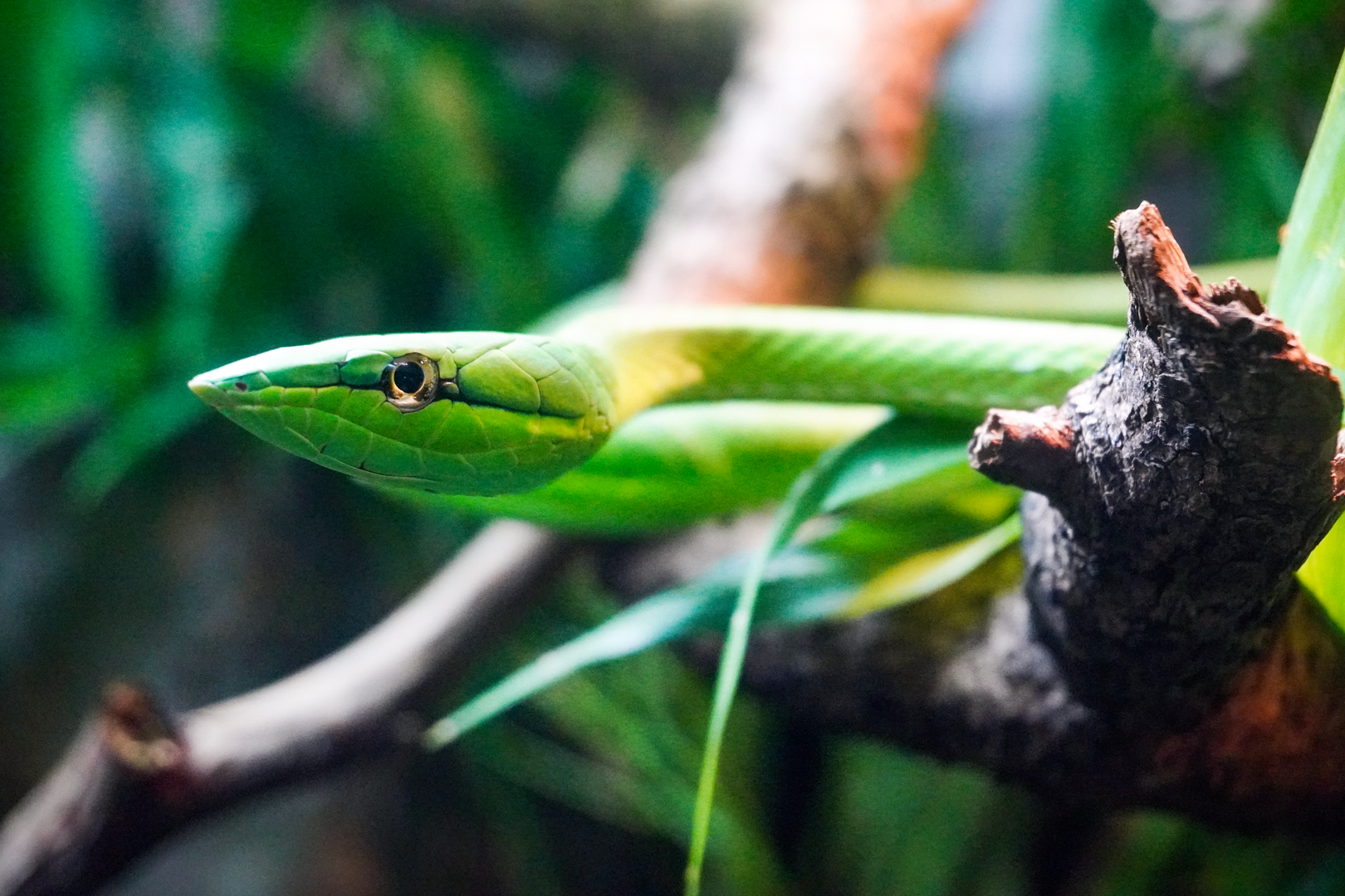 Jun. 2023 - World of Reptiles - Green Vine Snake