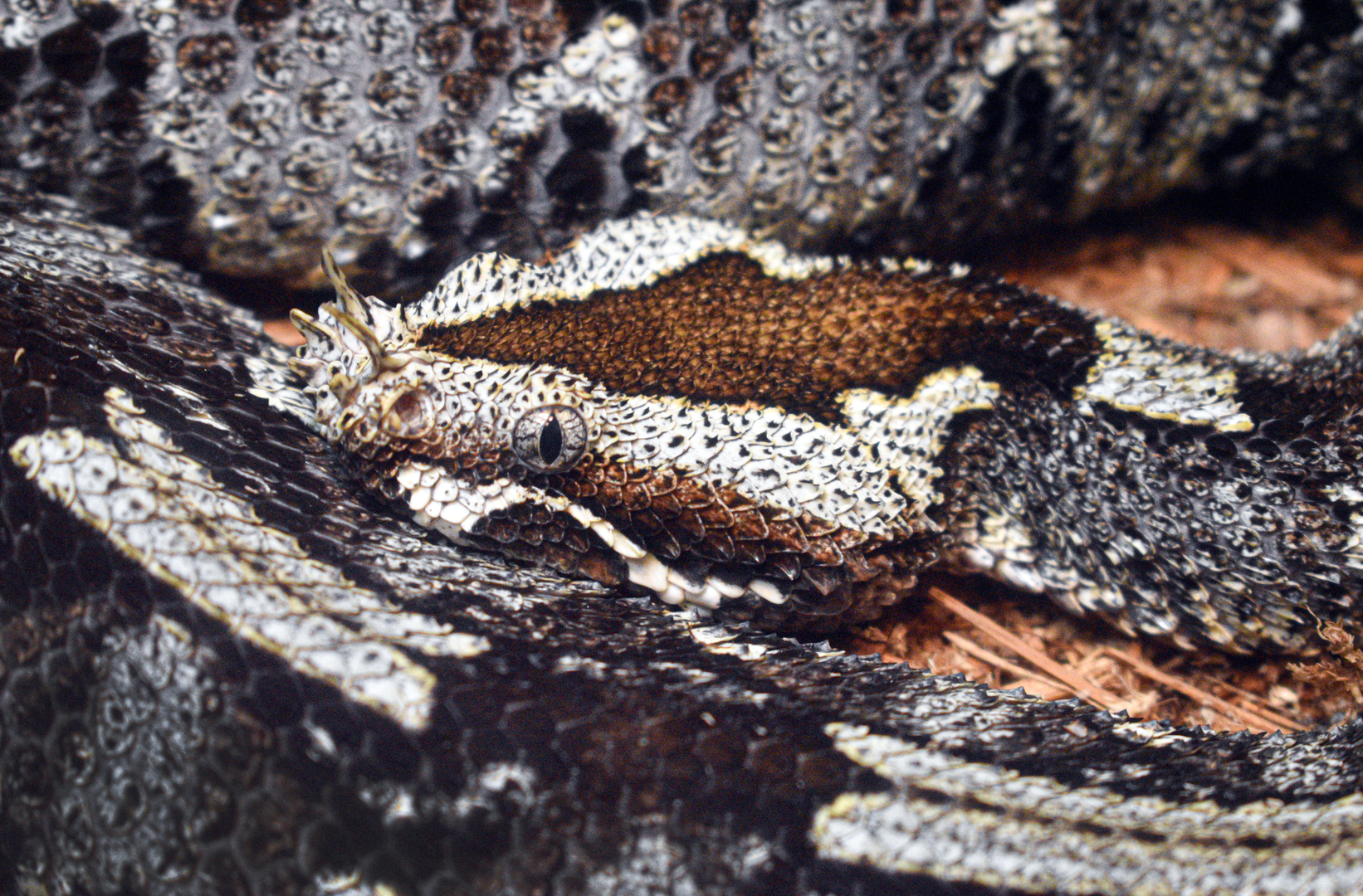 Jun. 2023 - World of Reptiles - Rhinoceros Viper