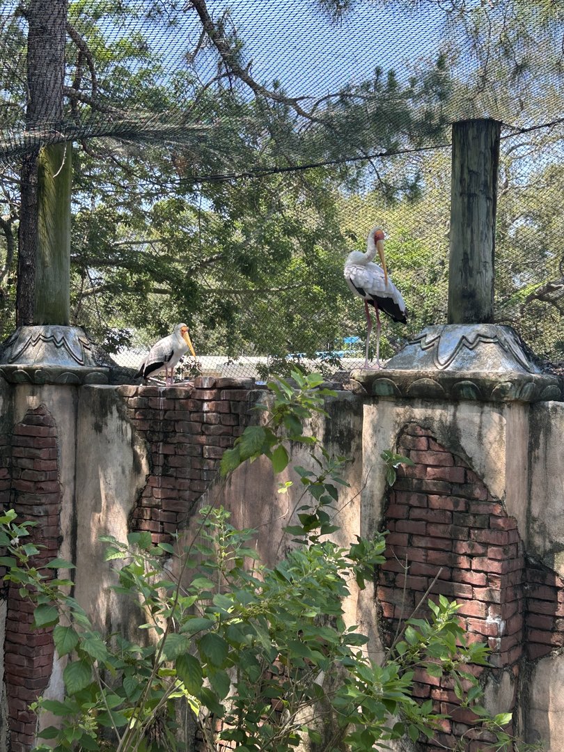 Jun. 2023- Yellow-billed stork