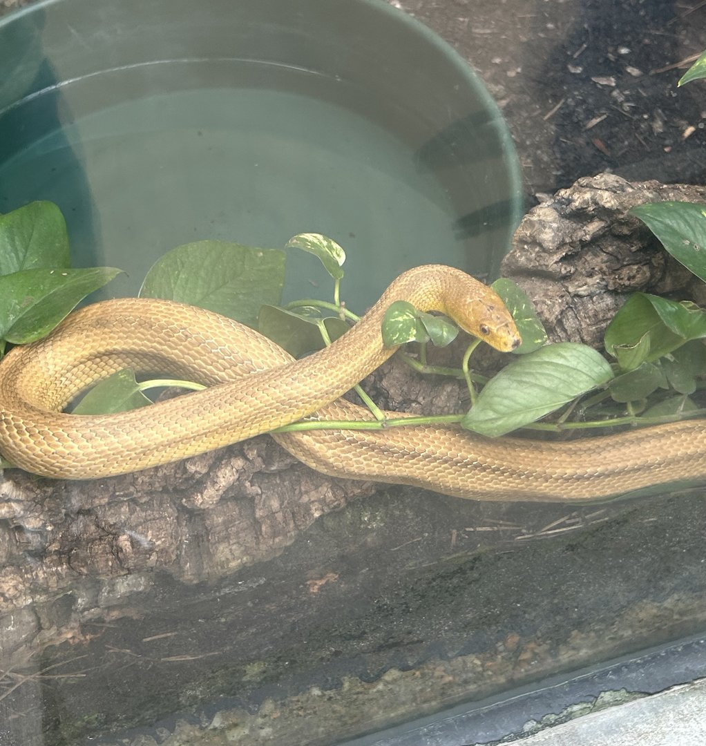 Jun. 2023- Yellow rat snake