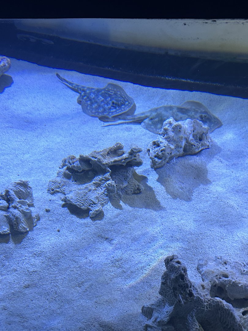 Jun. 2023- Yellow stingrays