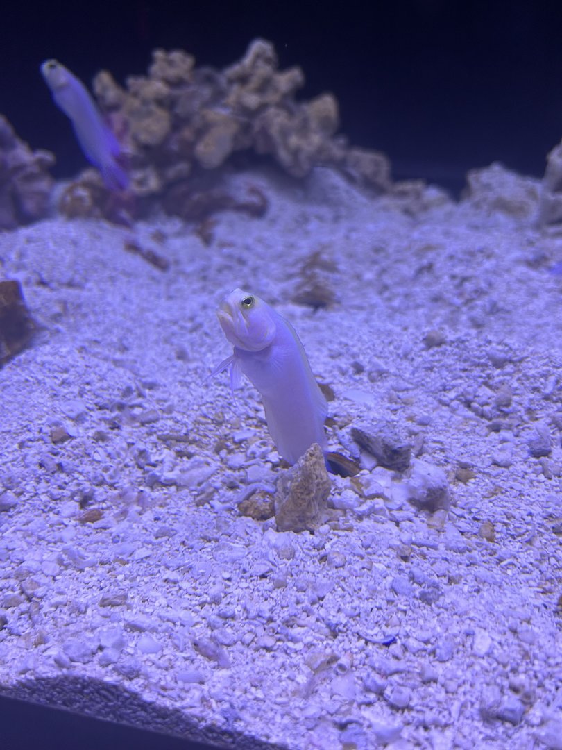 Jun. 2023- Yellowhead jawfish