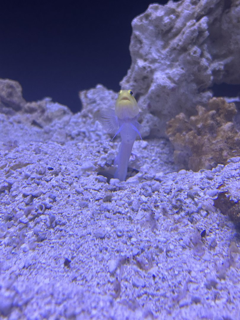 Jun. 2023- Yellowhead jawfish
