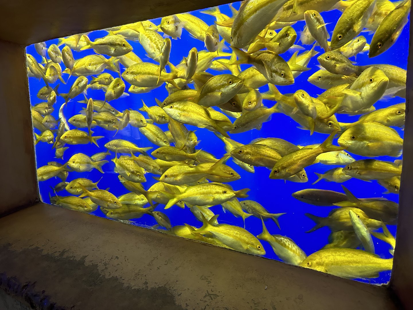 Jun. 2023- Yellowtail snappers