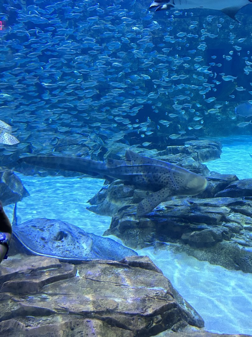 Jun. 2023- Zebra shark, Black-blotched stingray, and Scaled sardines