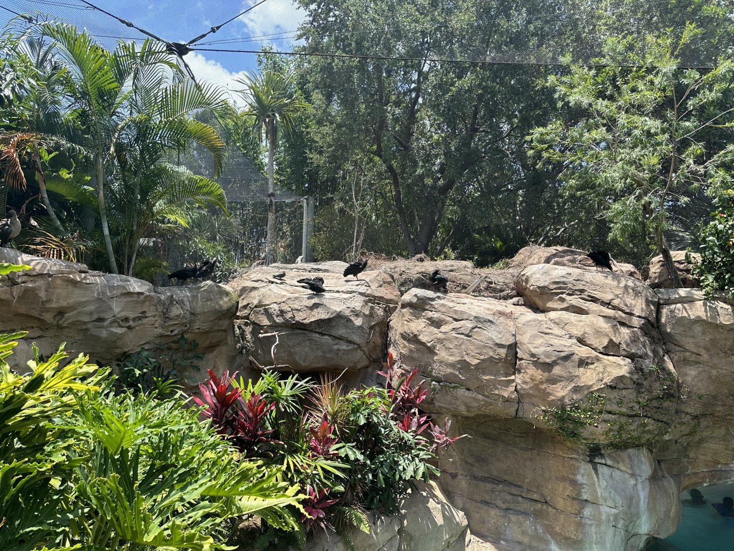 Jun. 2024 - Explorer’s Aviary