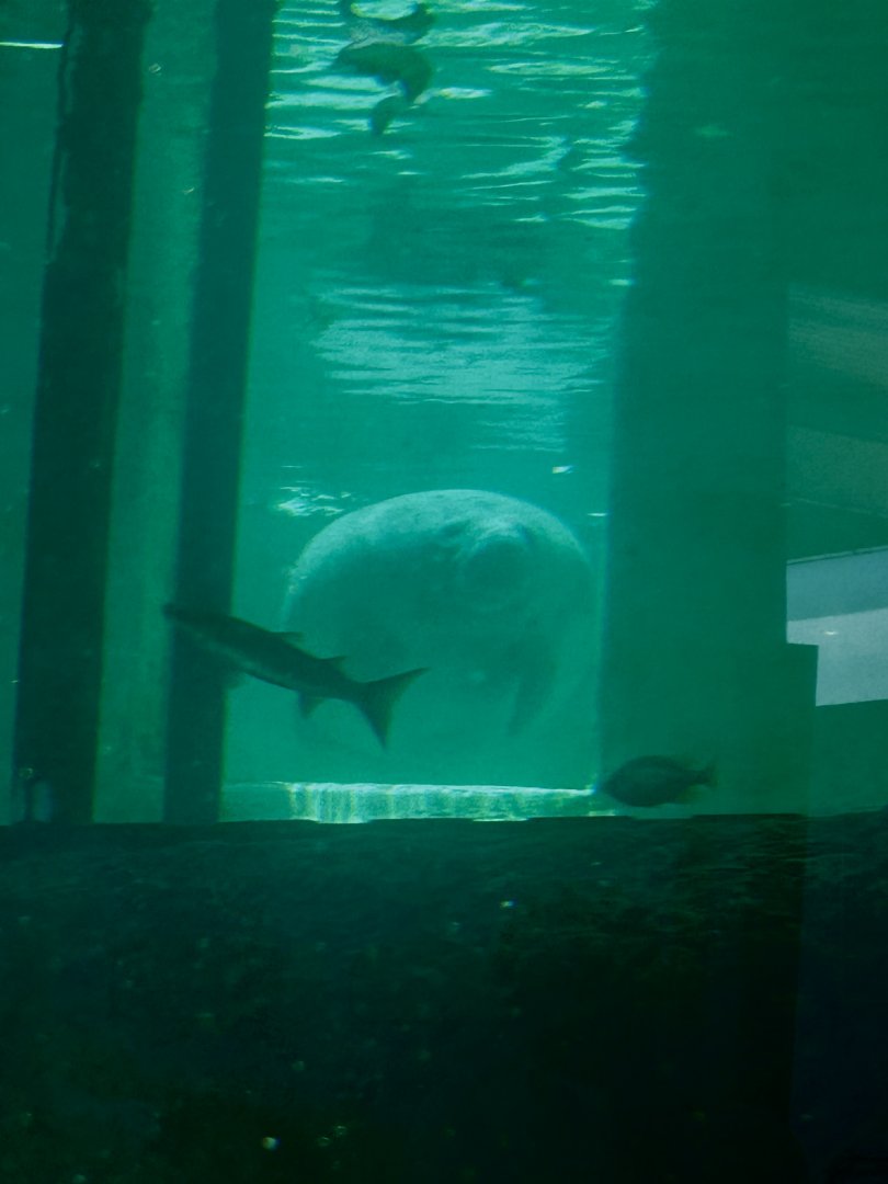 Jun. 2024- Florida manatee