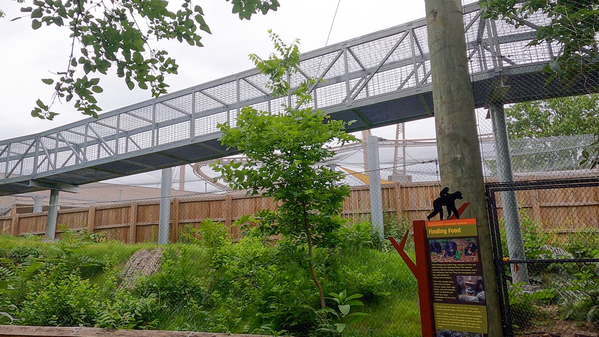 Jun. 2024 - Forests - Chimpanzee Walkway over the Eagle Exhibit