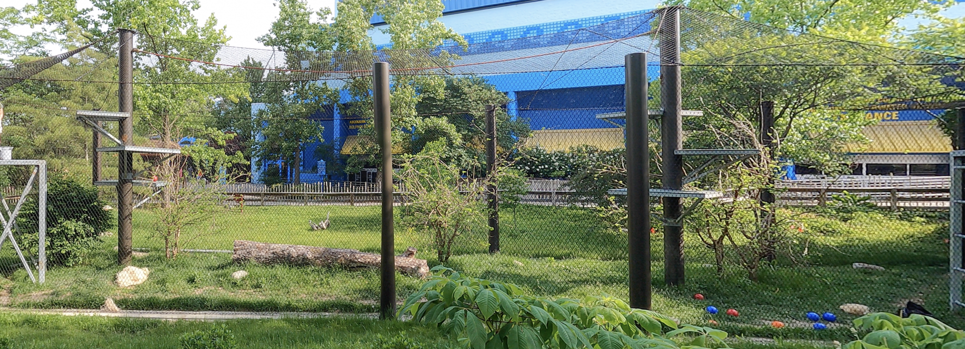 Jun. 2024 - International Chimpanzee Complex - Cognition Center (2nd Exhibit) - Outdoor Exhibit