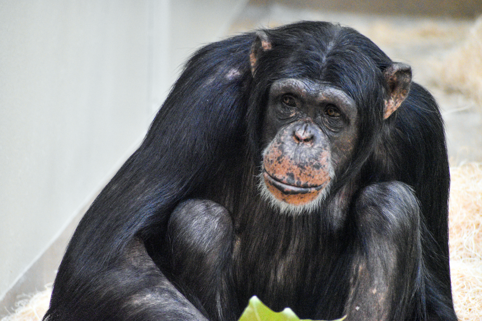 Jun. 2024 - International Chimpanzee Complex - Culture Center (3rd Exhibit) - Chimpanzee