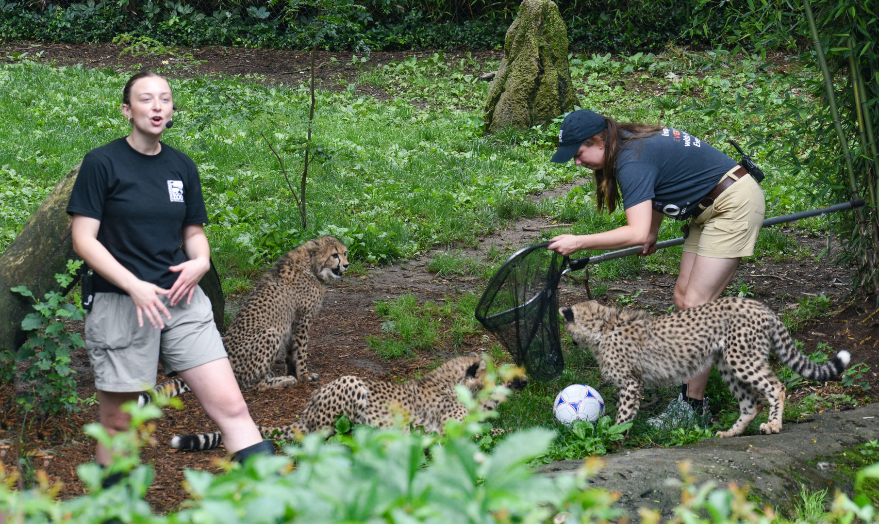 Jun. 2025 - Africa - Cheetah Cub Presentation