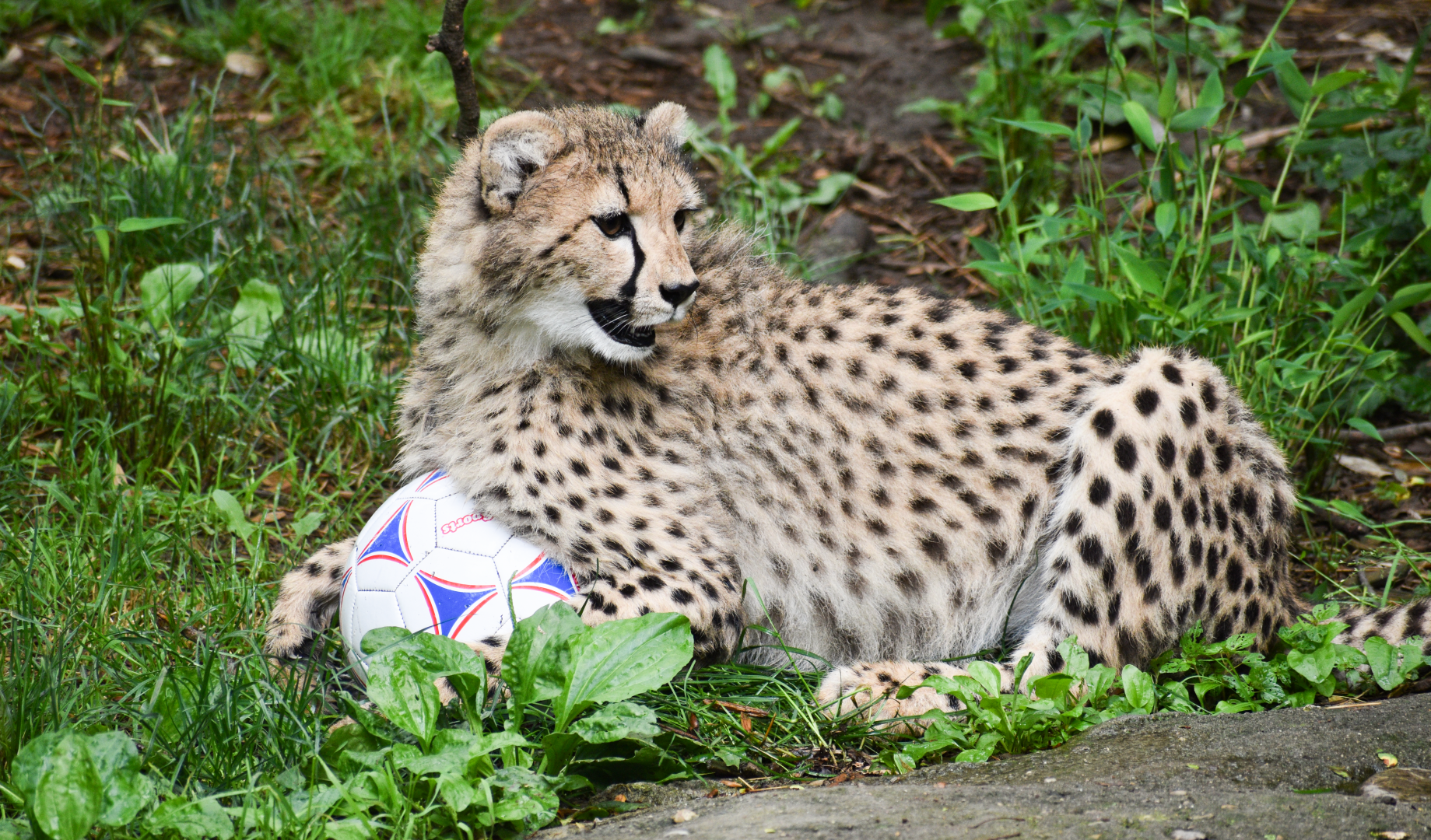 Jun. 2025 - Africa - Cheetah Cub Presentation