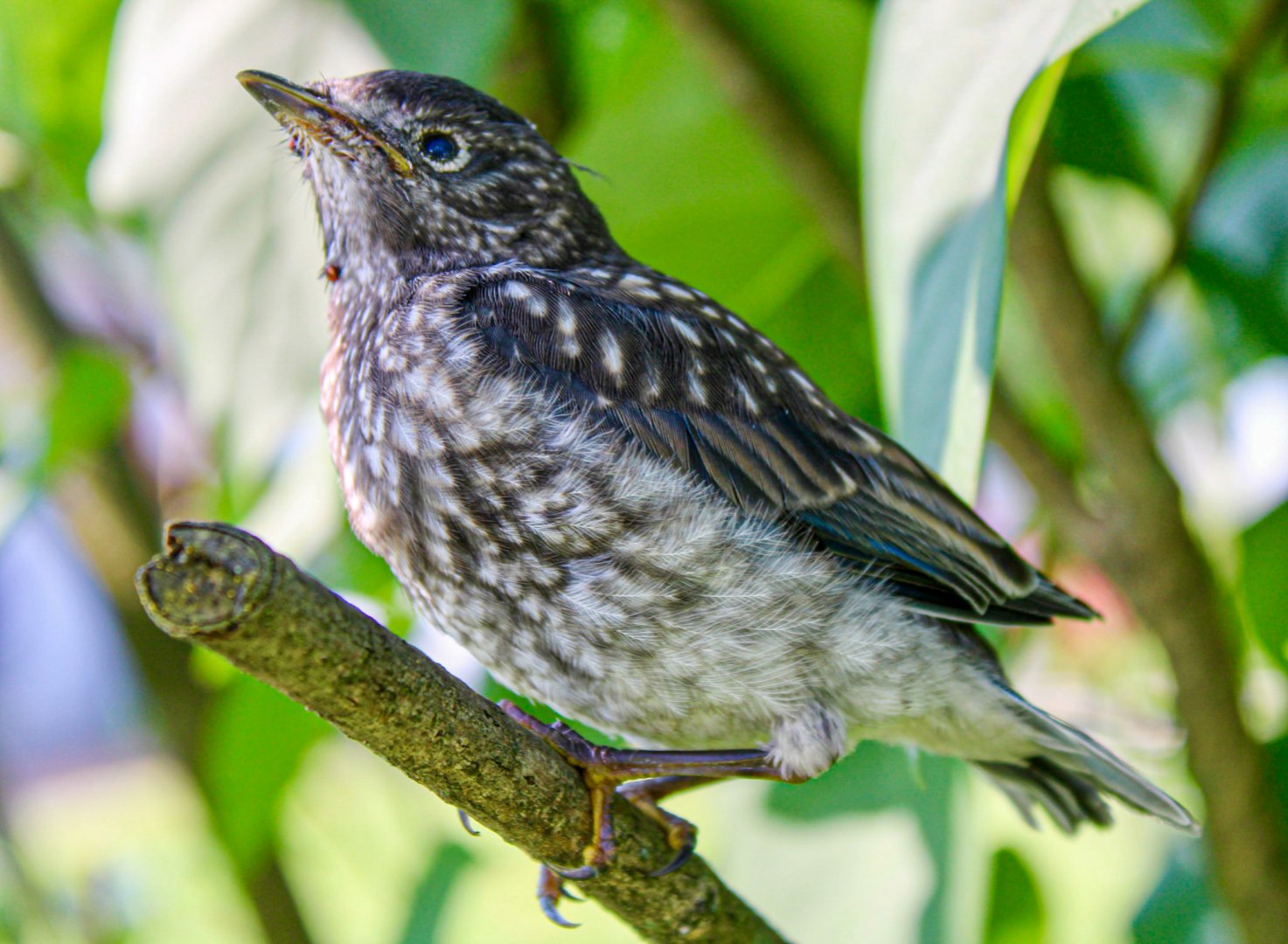 Jun. 2025 - Eastern Bluebird Fledgeling