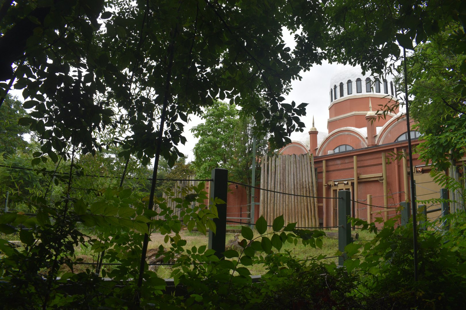 Jun. 2025 - Elephant Reserve - Temporary Black Rhino Exhibit (Former Elephant)