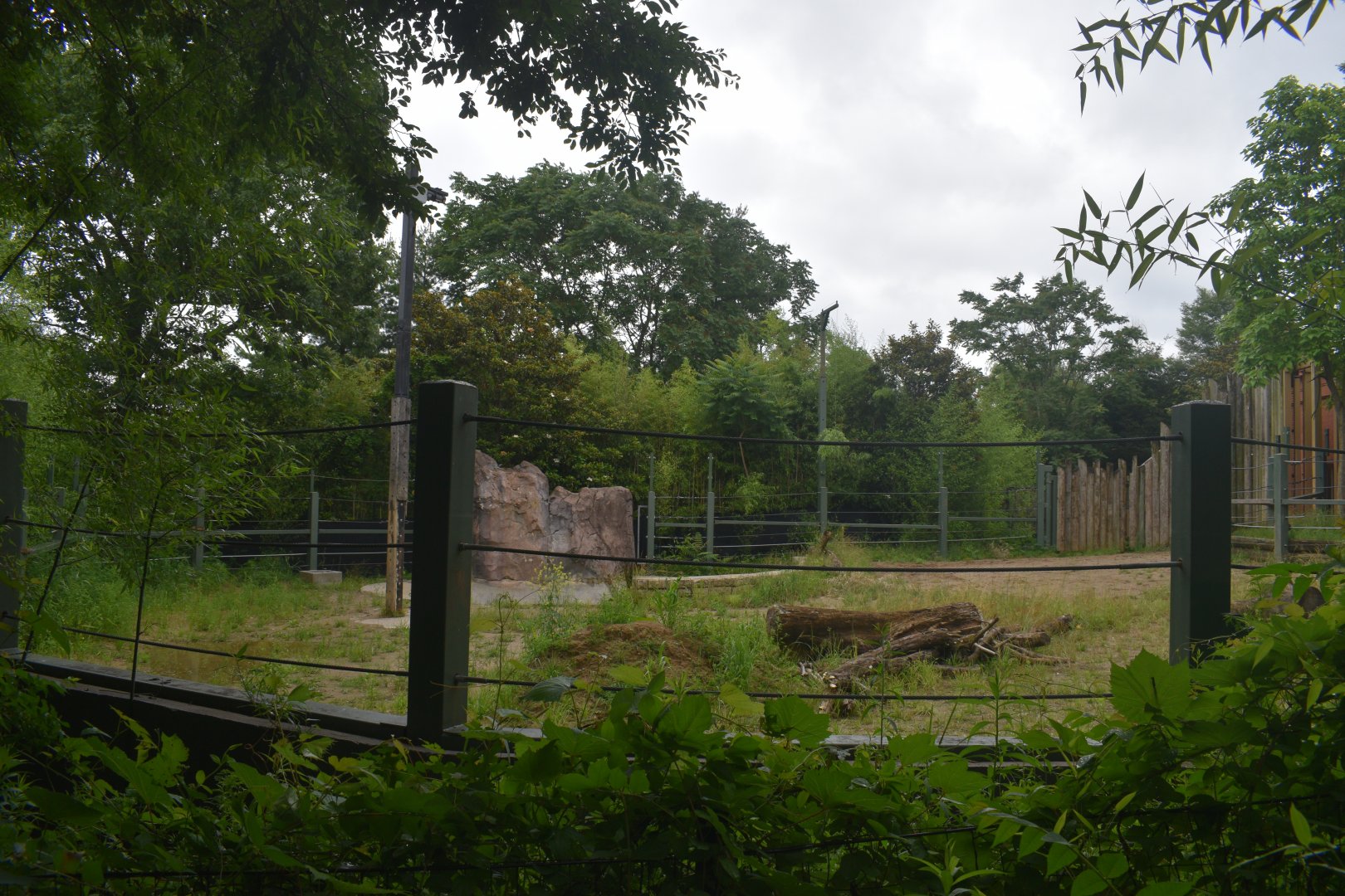 Jun. 2025 - Elephant Reserve - Temporary Black Rhino Exhibit (Former Elephant)