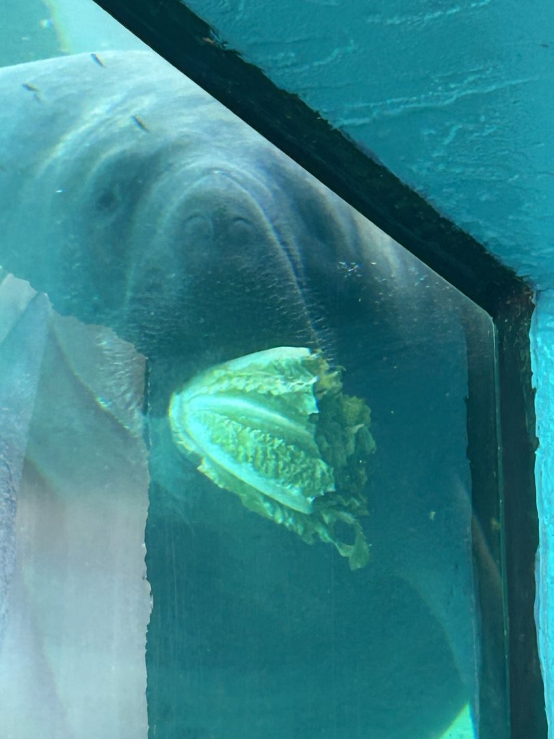 Jun. 2025- Florida manatee