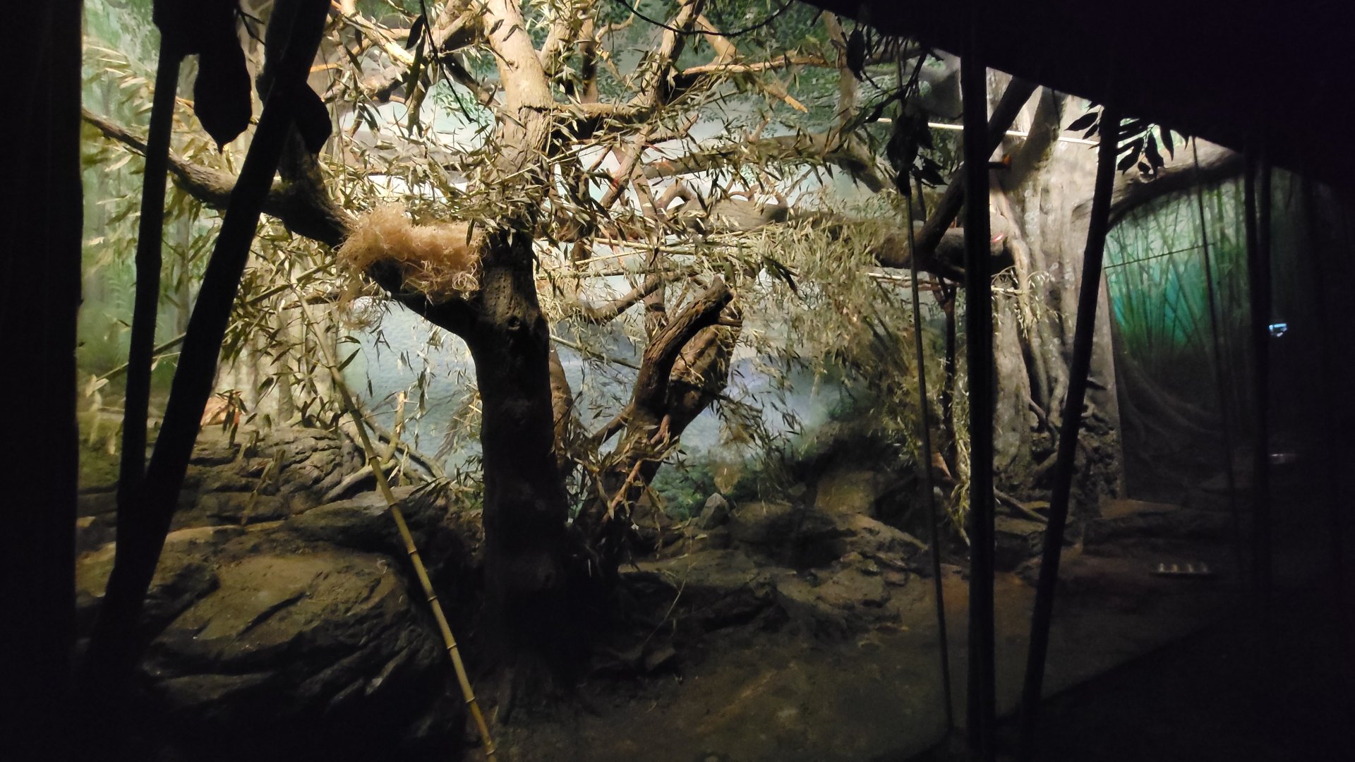 Jun. 2025 - Jungle Trails - Aye-Aye Exhibit (Lights On)