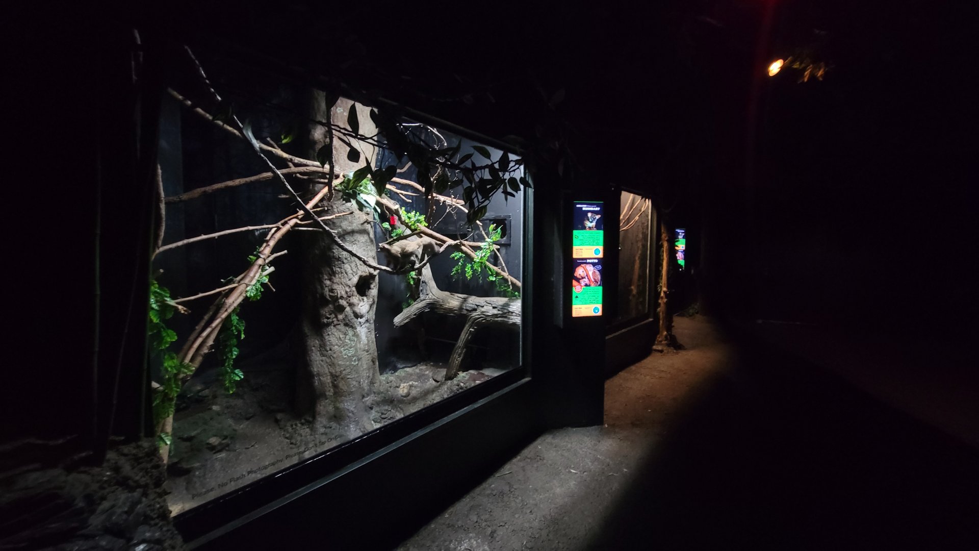 Jun. 2025 - Jungle Trails - Greater Bushbaby & Potto Exhibit (Lights On)
