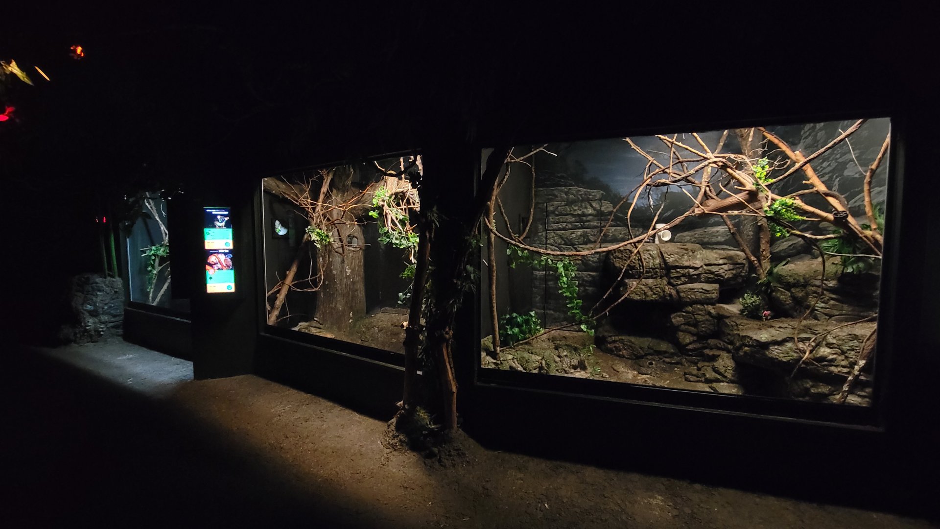 Jun. 2025 - Jungle Trails - Greater Bushbaby & Potto Exhibit (Lights On)
