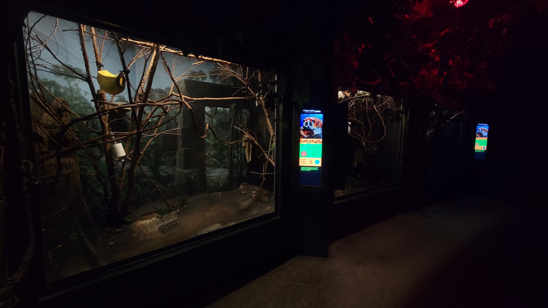 Jun. 2025 - Jungle Trails - Three Pygmy Slow Loris Exhibits (Lights On)