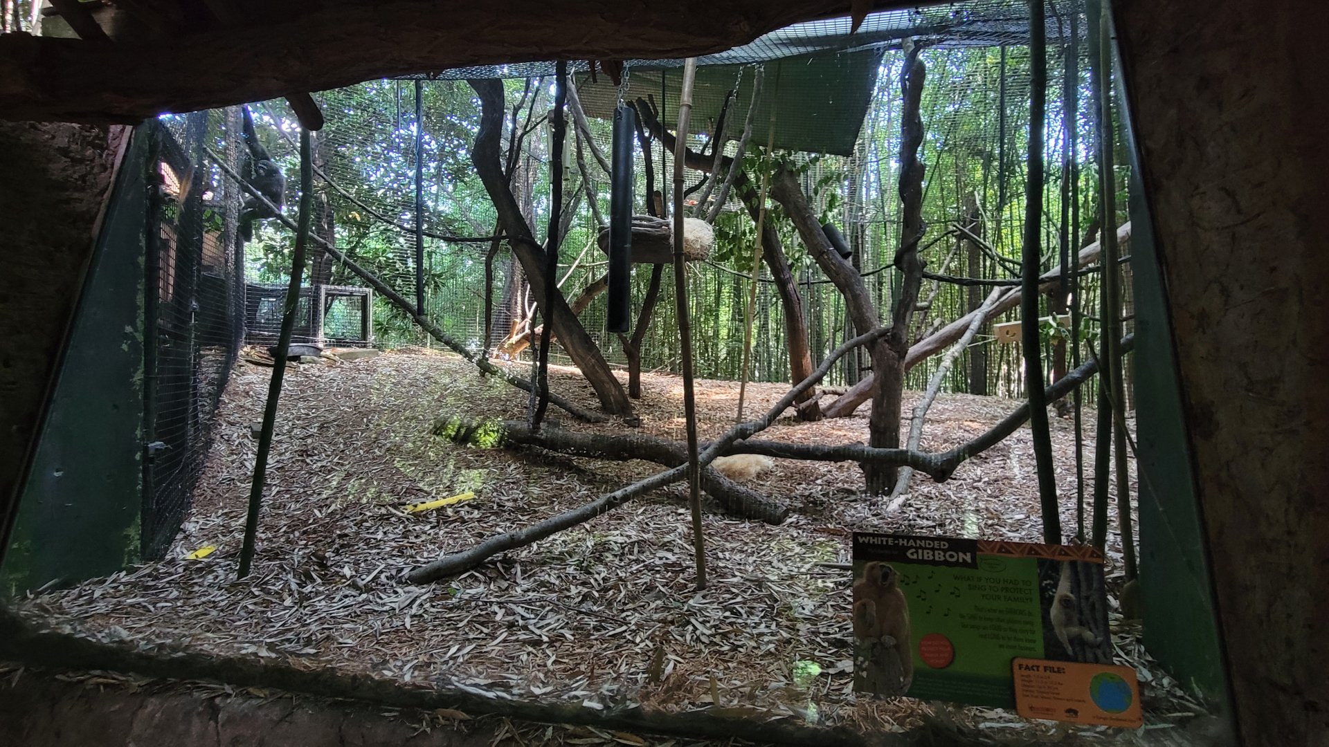 Jun. 2025 - Jungle Trails - White-handed Gibbon Exhibit (New to this Habitat)