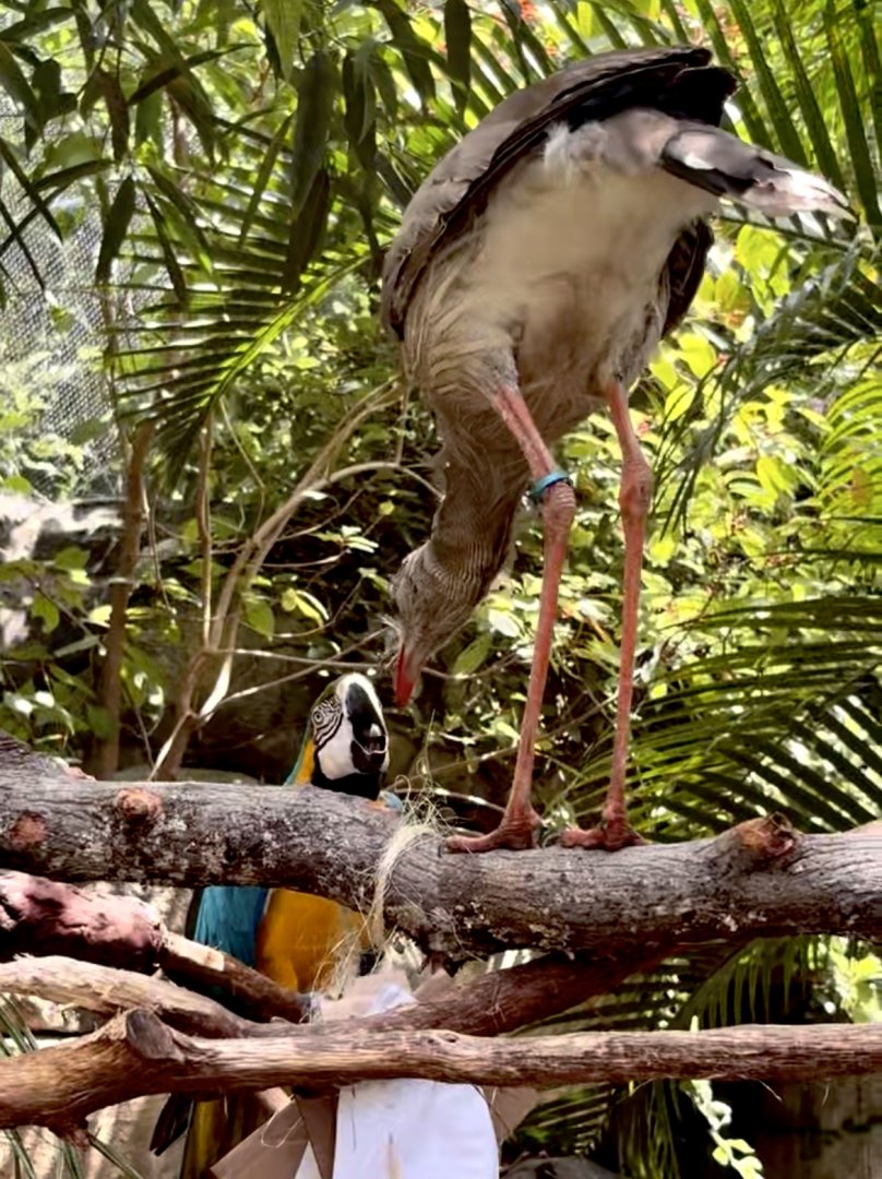 Jun. 2025- Red-legged seriema and Blue-and-yellow macaw