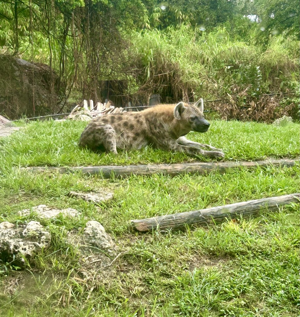 Jun. 2025- Spotted hyena