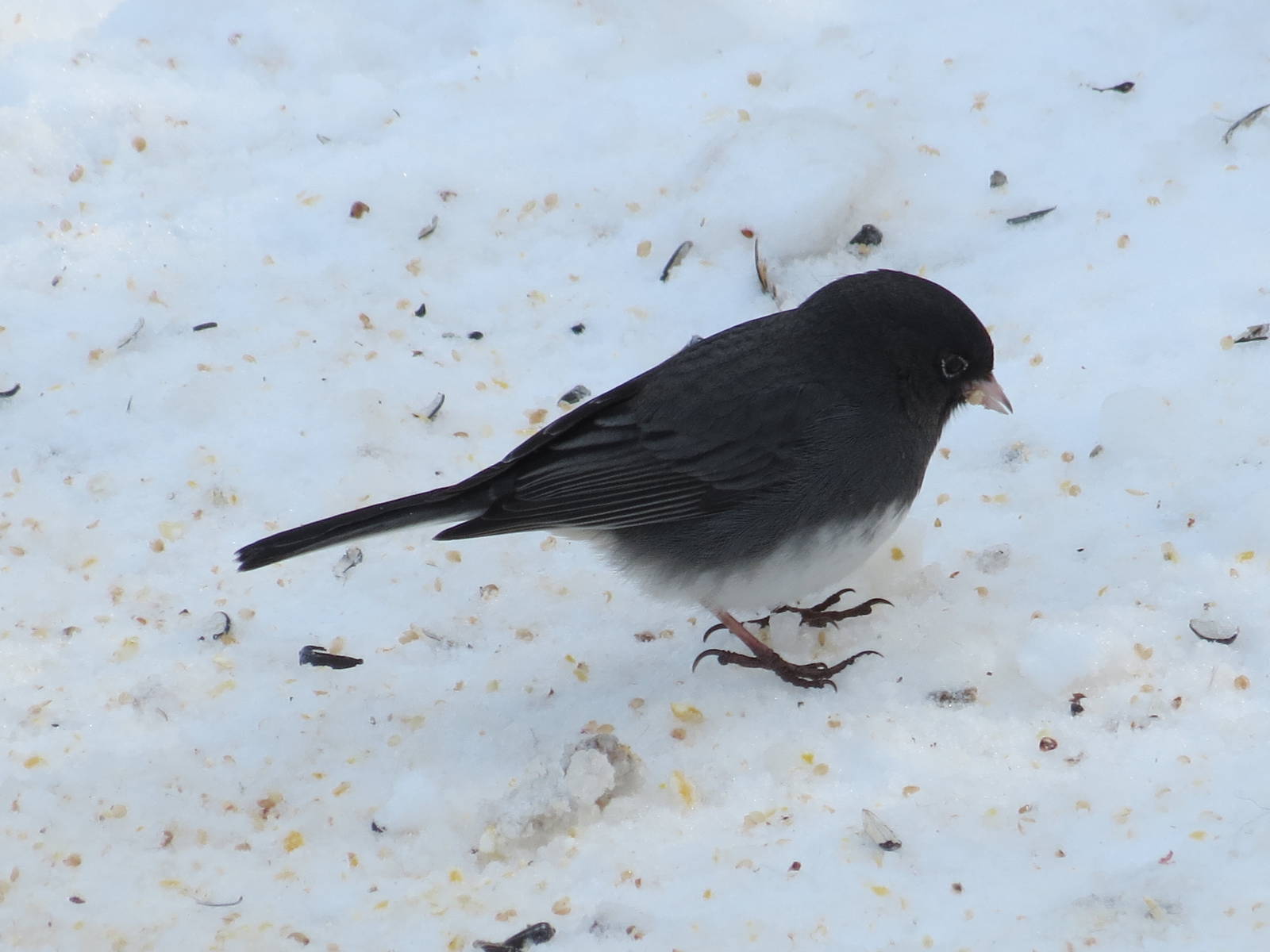 Junco