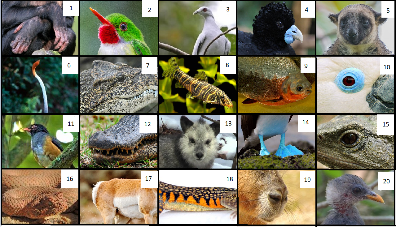June 11th Animal identification + Odd one out challenge.