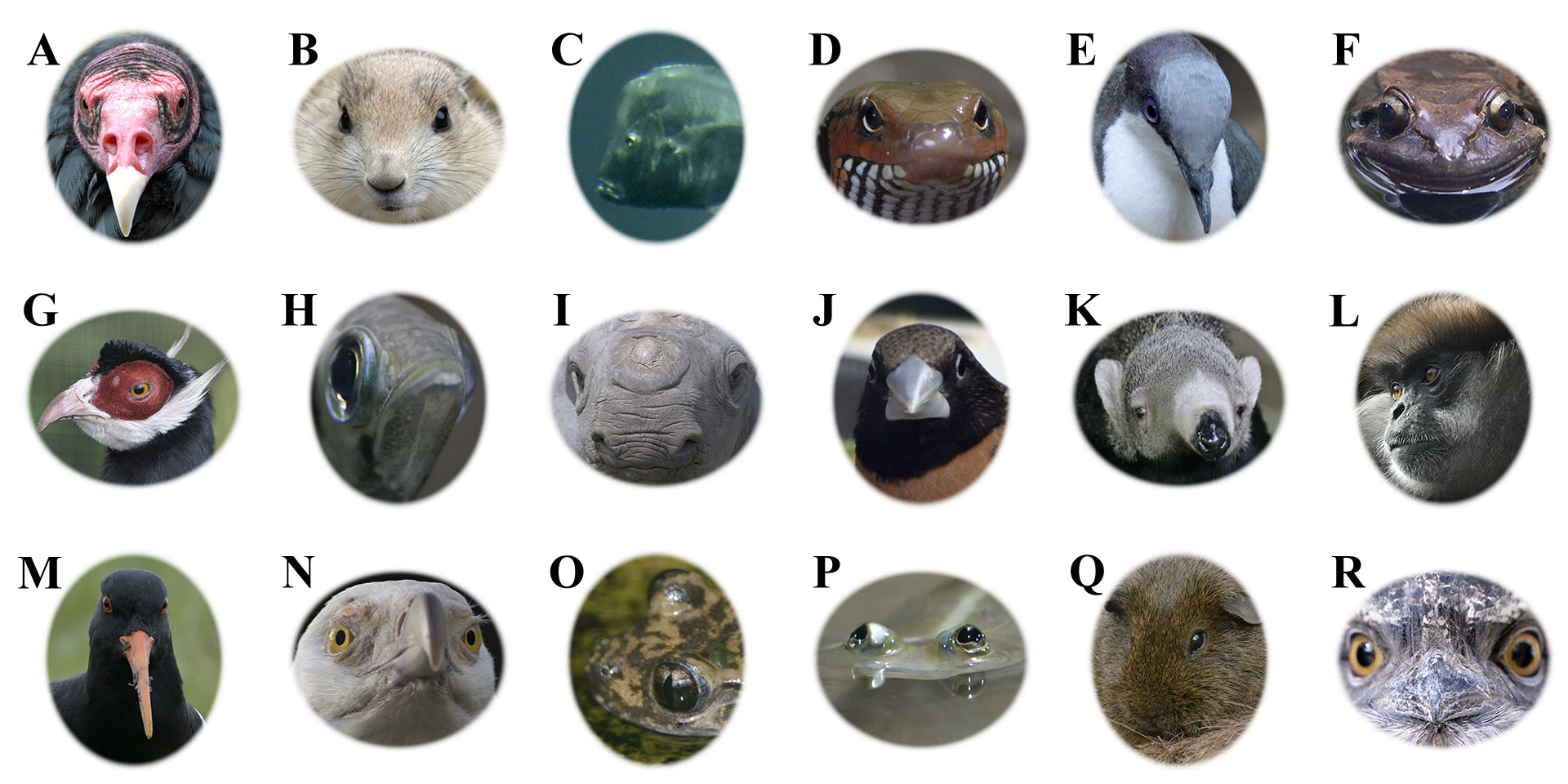 June 1st Lockdown Puzzle