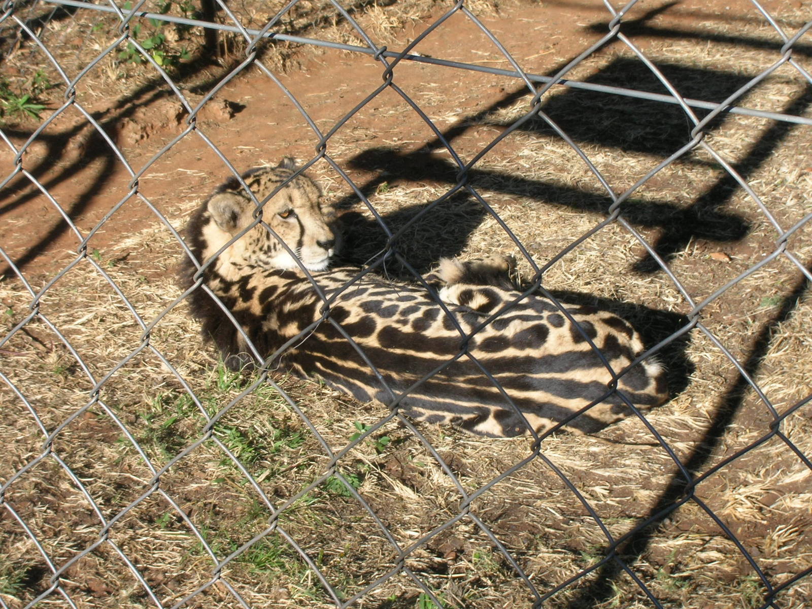 June 2009 - King Cheetah
