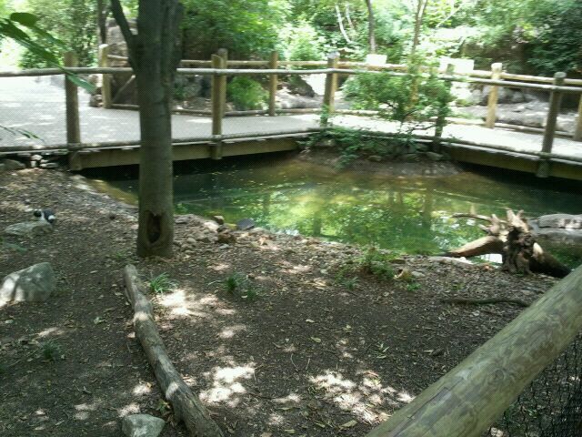 June 2012-African penguin yard
