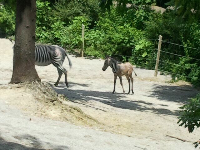 June 2012-Baby Savanna