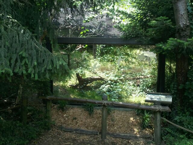June 2012-Barred owl aviary viewing