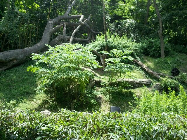 June 2012-Best bonobo exhibit
