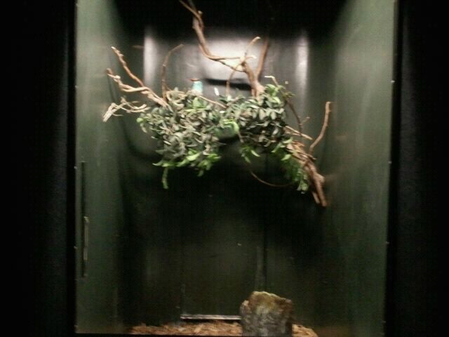 June 2012-Blue-breasted kingfisher exhibit