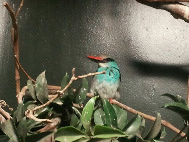 June 2012-Blue-breasted kingfisher in Wings of the World