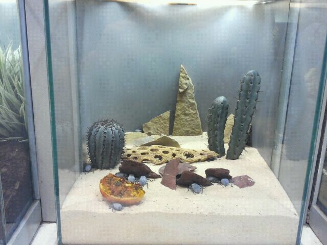 June 2012-Blue death feigning beetle exhibit