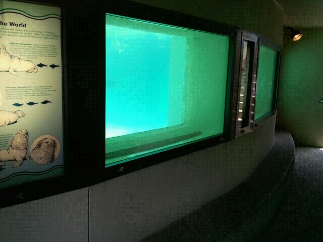 June 2012-California sea lion underwater viewing