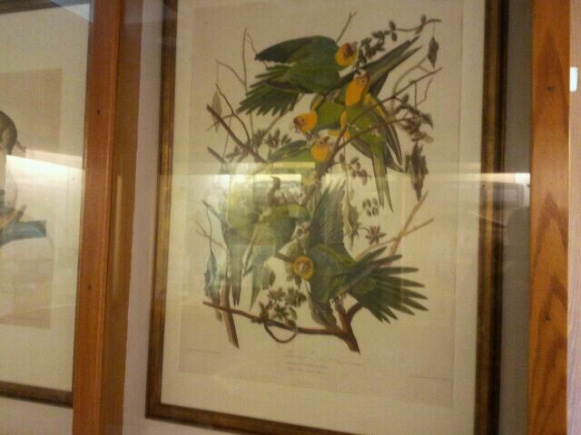 June 2012-Carolina parakeet painting in the Passenger Pigeon Memorial