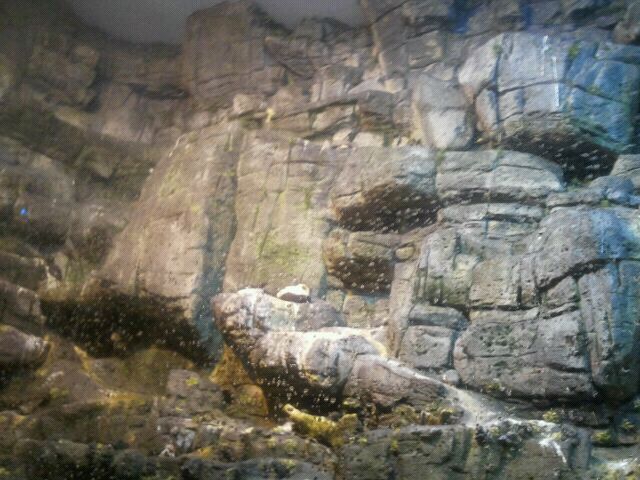 June 2012-Ceiling of the Arctic Sea Cliffs in Wings of the World