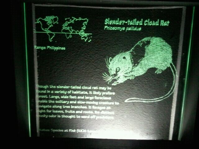 June 2012-Cloud rat sign in Jungle Trails