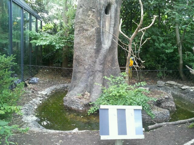 June 2012-Crested Screamer/Blue-and-gold Macaw exhibit