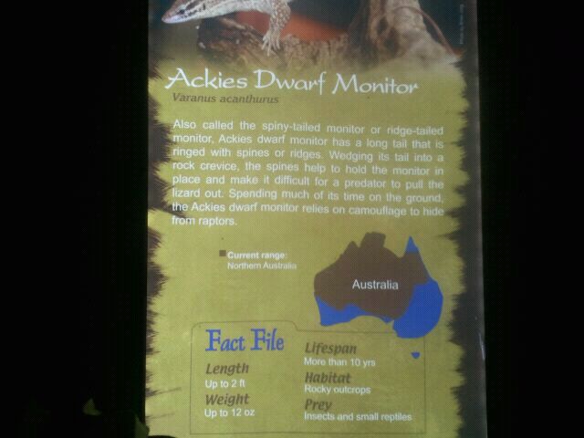 June 2012-Dwarf monitor sign in Dragons!