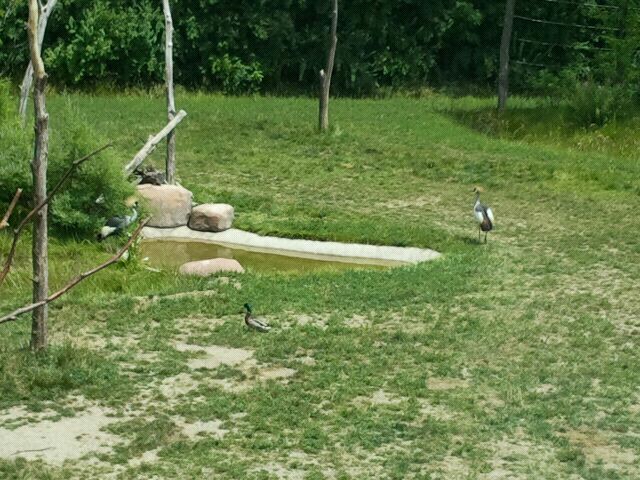 June 2012-East African crowned cranes at Giraffe Ridge