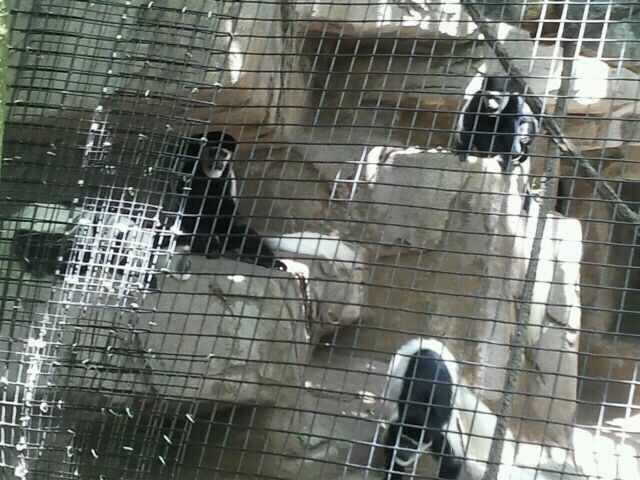 June 2012-Eastern black-and-white colobus monkeys at Gorilla World