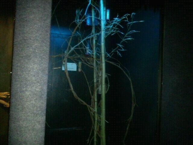 June 2012-Feather-tailed glider exhibit