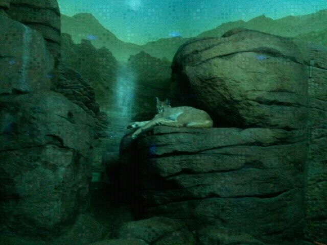 June 2012-Female caracal in Night Hunters