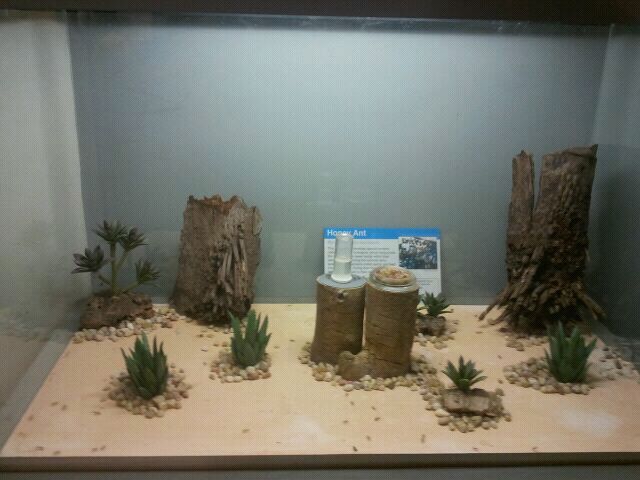 June 2012-First Honey ant exhibit