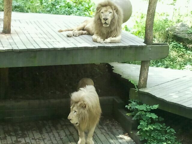 June 2012-Future and Sunshine, the white Southeast African lions